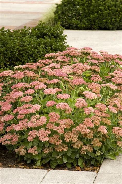 Autumn Joy Sedum Sedum Spectabile Autumn Joy Monrovia Plant