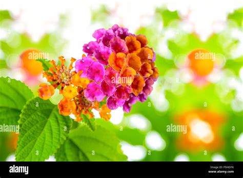 Beautiful Colorful Lantana Camara Flower On Blur Background Closeup