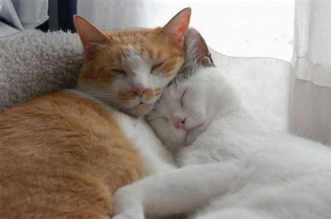 Hugging Cats Cute Pictures Images Funny And Cute Animals