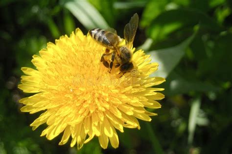 Honey Bee On Yellow Dandelion Flower Collecting Pollen Close Up Stock