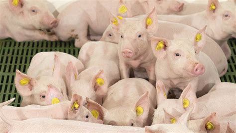 What To Consider Before A Switch To Five Week Pig Weaning Farmers Weekly