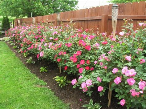 Knockout Roses Planting And Care Gardening Love Knockout Roses