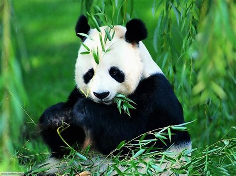 Seamless pattern with panda in love. FOTO PANDA PER SFONDI PC | Settemuse.it