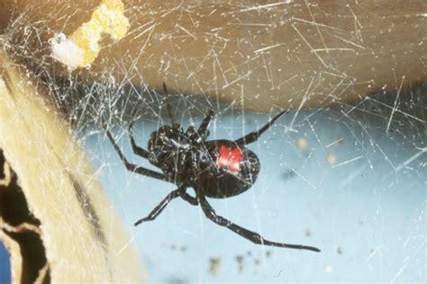 False widow spiders have been in the uk since the 1870s but have rapidly spread throughout the south of england in recent years. How to Identify a Black Widow Spider | HubPages