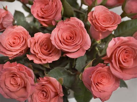 무료 이미지 꽃잎 장미 꽃 빨간 담홍색 분홍 장미 플로리스트 리 플로리 분다 핑크 꽃 꽃 피는 식물 아름다운