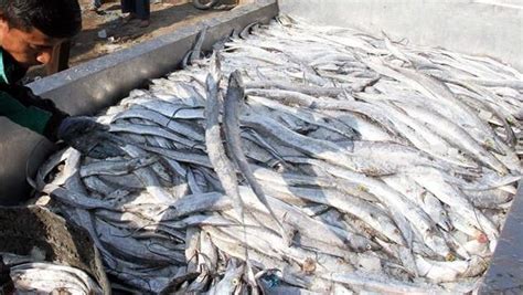Identifying Fresh Fish Vs Stale Fish Hei5 International Food Pakistan