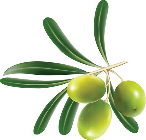 Green Olives Png Transparent Image Download Size 3502x3367px