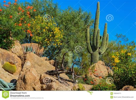 Desert Cactus Landscape In Arizona Stock Image Image Of Ecosystem