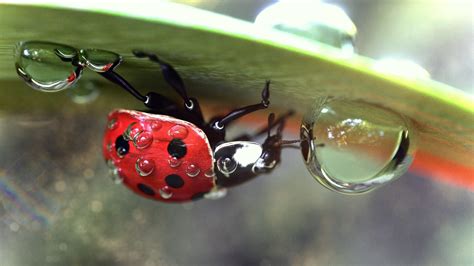 Artstation Ladybug Covered In Dew