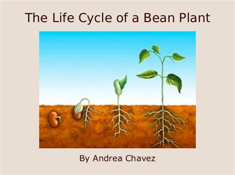 "The Life Cycle of a Bean Plant" - Free Books & Children's ...