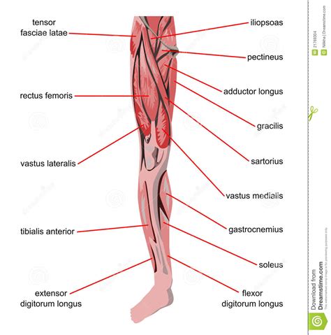 Músculos De La Pierna Stock De Ilustración Ilustración De Parte 21769304