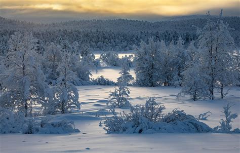 Wallpaper Winter Forest Snow Trees Finland Finland Lapland