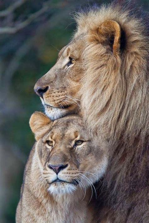 Pin By Stephanie Dunn On Lions In 2020 Animals Beautiful Animals