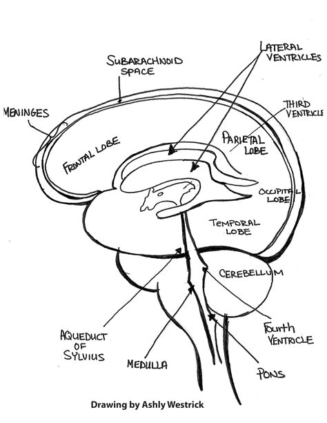 Brain 101 An Overview Of The Anatomy And Physiology Of The Brain