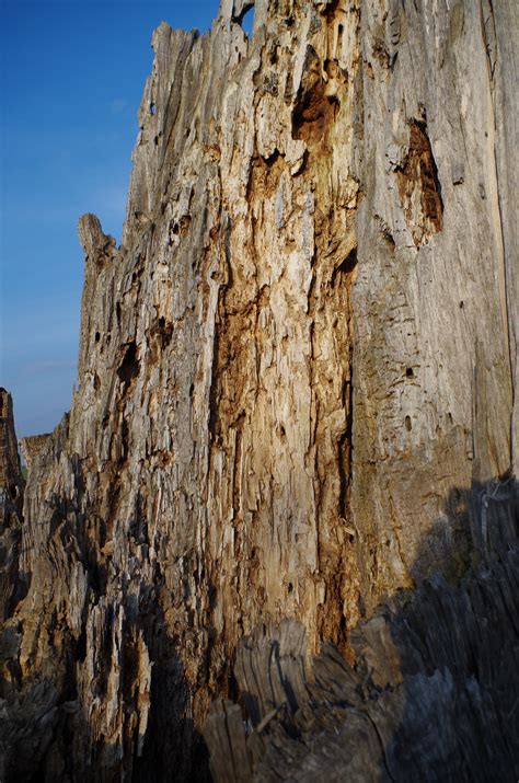 Free Images Tree Rock Adventure Old Formation Dry Cliff