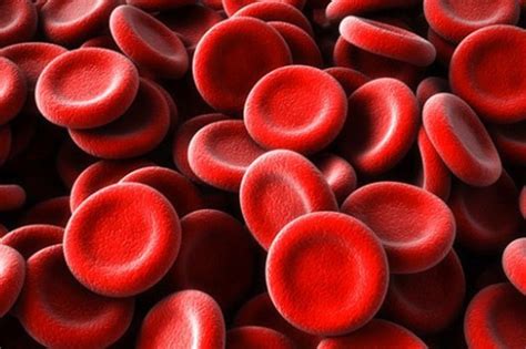 Erythrocytes are the functional component of blood involved in the transportation of gases and nutrients throughout the human body. Red blood cell production increases, but cost goes down ...