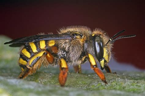 Check spelling or type a new query. Anthidium manicatum / Garten-Wollbiene / Große Wollbiene ...