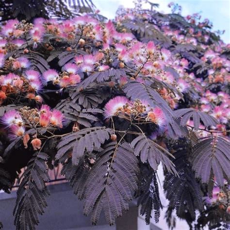 A spectacular new variety of silk tree comes from japan and is called summer chocolate®. Seminte si plante de gradina hobby: Albizia Julibrissin ...