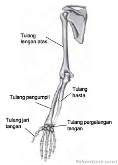 Gambar Tulang Ulna Pulp