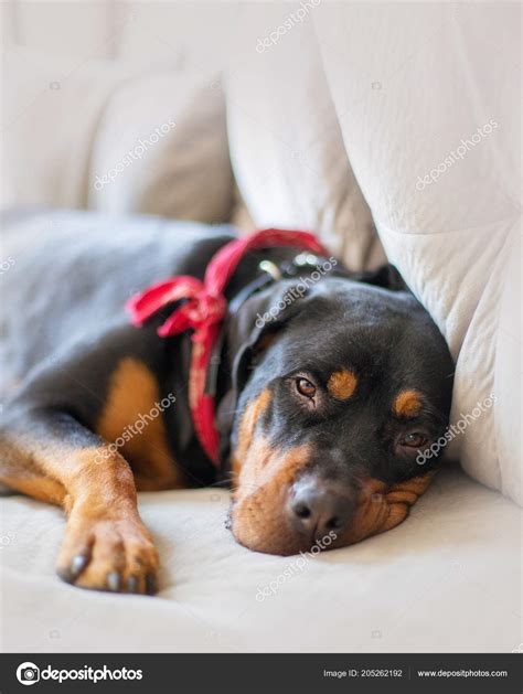 Tired Large Rottweiler Breed Dog Lying Couch Looking Camera Sleepy