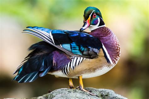 Canada Colorful Male Wood Duck