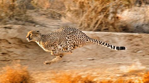 Cheetah full speed - A cheetah running in South Africas ...