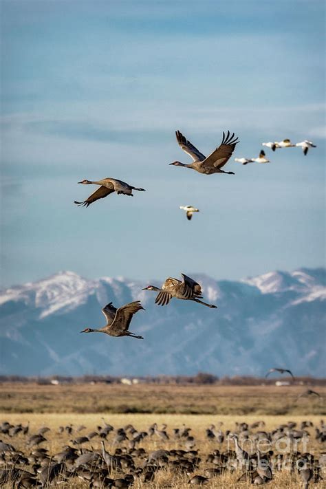 Sandhill Crane Migration Photograph By Bitter Buffalo Photography