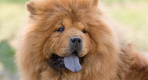 45 Baby Chow Chow Tongue L2sanpiero