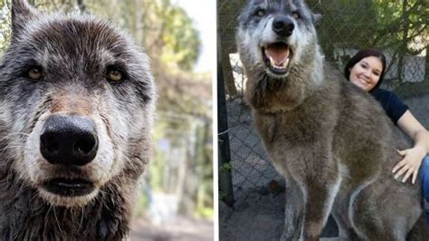 Siberian Husky Gray Wolf And German Shepherd Mix Known