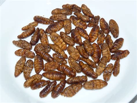 L'insecte adulte de la pyrale de la farine a une tête globuleuse et mesure 20 à 25 mm. Insectes comestibles - Ustensiles de cuisine