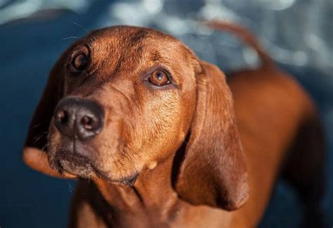Redbone Coonhound German Shepherd Mix Info And Care Guide