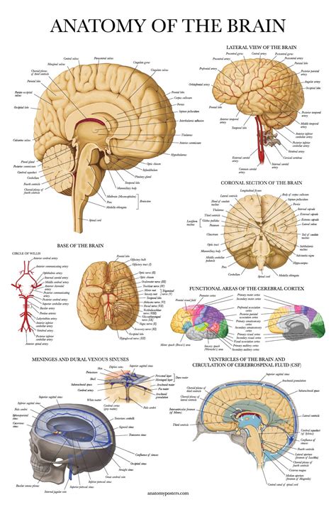 Brain Anatomy Poster Laminated Anatomical Chart Of The Human Brain Ubicaciondepersonas Cdmx Gob Mx