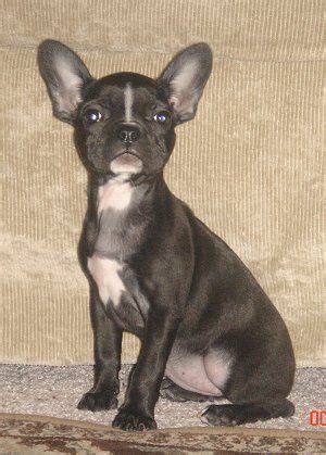 The best way to determine the temperament of a mixed breed is to look up all breeds in the cross and understand that you can get any combination of the characteristics found in either breed. Frenchton | Frenchton dog