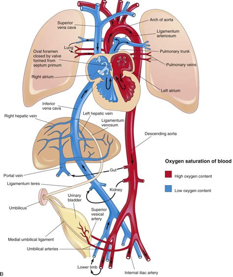 Sonographic Evaluation Of The Fetal Heart Radiology Key