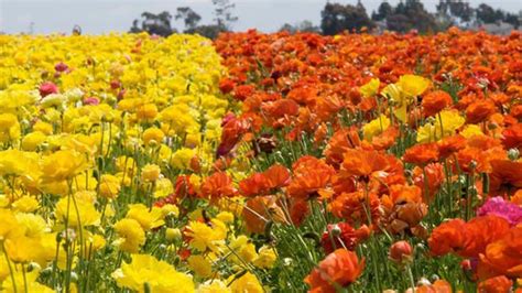 Springtime Activities In Sunny San Diego Carlsbad Flower Fields