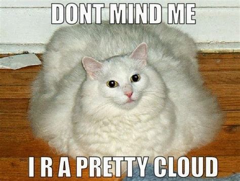 Hilarious Fat Cats