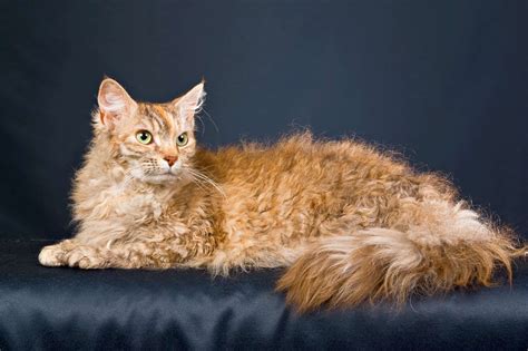 4 Cute Cat Breeds With Curly Hair With Pictures And Faqs