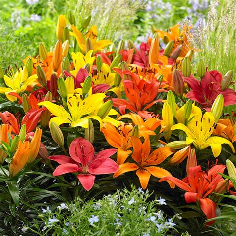 Asiatic Lily Flower Bulbs From American Meadows