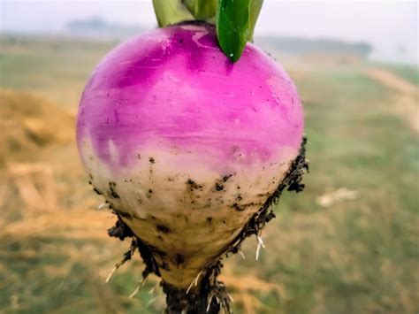 Growing Turnips Information On How To Grow Turnips