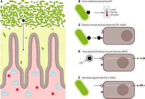 Transkingdom Control Of Viral Infection And Immunity In The Mammalian Intestine Science