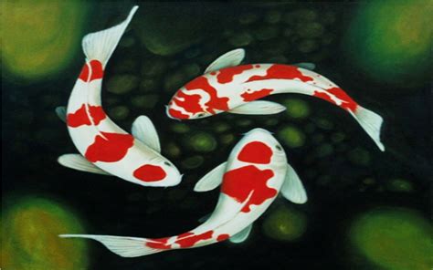 Gambar Ikan Koi Wallpaper