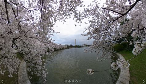 Virtual Cherry Blossom Tours Cherry Blossom Festival U S