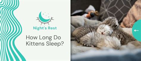How Long Do Kittens Sleep Nights Rest