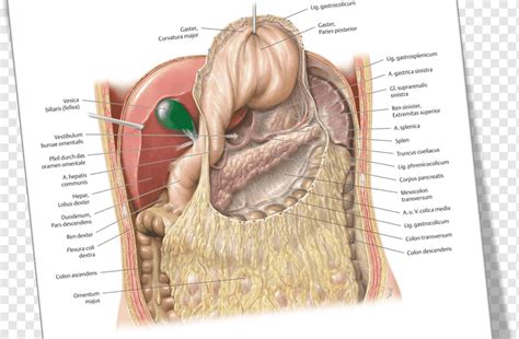 Greater Omentum Anatomy D Peritoneum Anatomy Greater Sac Anatomy The