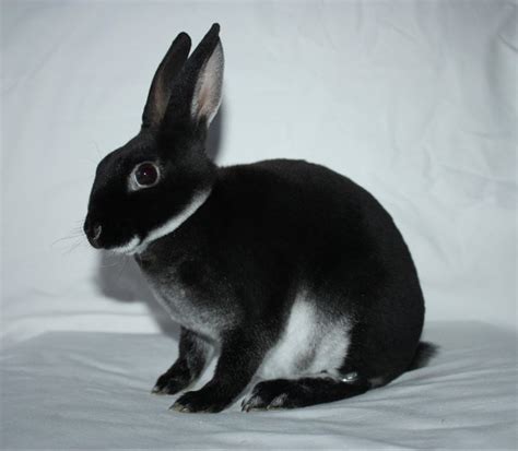 Mini Rex Rabbit Facts Personality And Care With Pictures