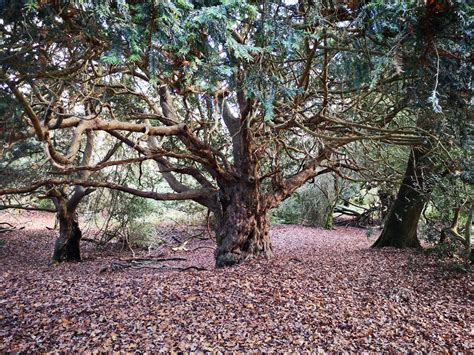 Amazing Tree Beings At Kingley Vale South Downs National Park