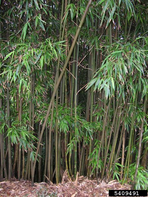 Black Bamboo Phyllostachys Nigra