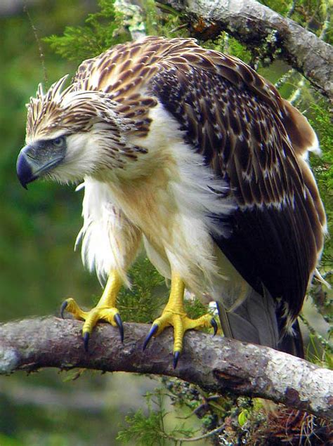 Philippine Eagle The Largest Eagle In The World