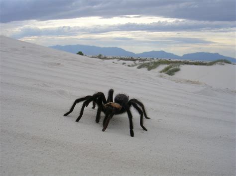 √ White Sands National Parks