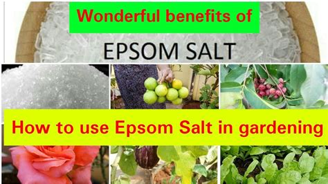 How To Use Epsom Salt Magnesium Sulfate For Plants Ii Amazing